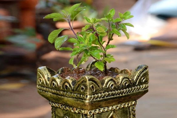 Tulsi