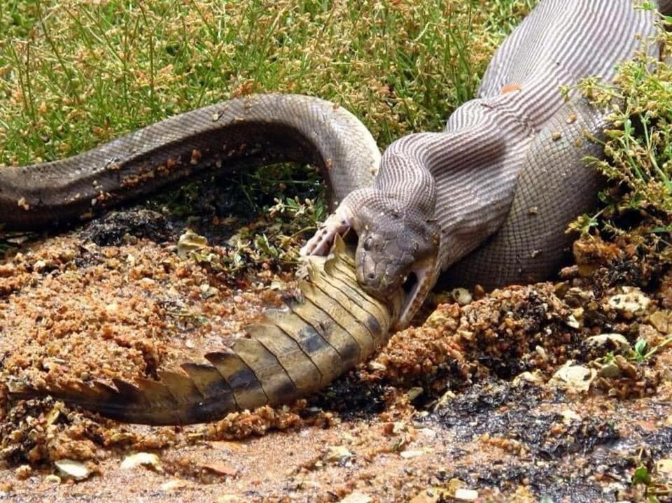 1561624934 crocodile