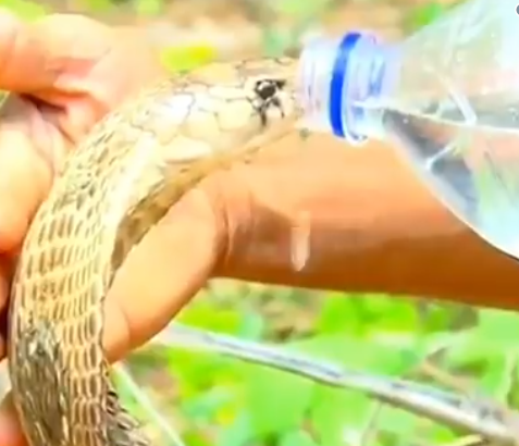 1561708137 thirsty cobra