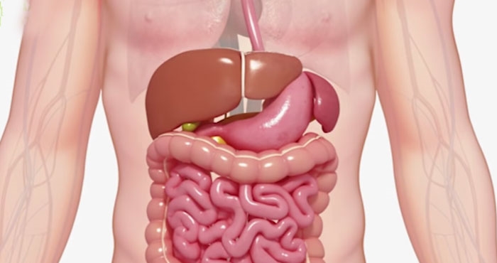 1563451763 digestive power