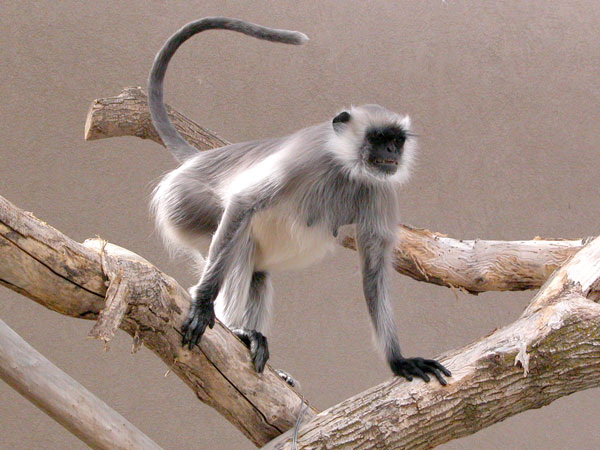 1565164409 langur 1
