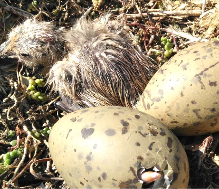 1568623792 0521 egg