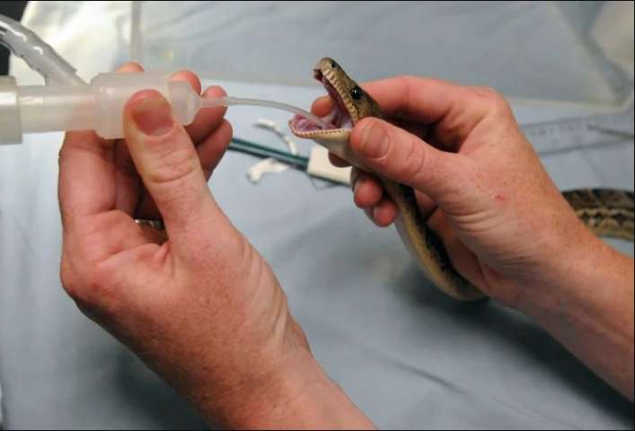 1569151869 snake operation