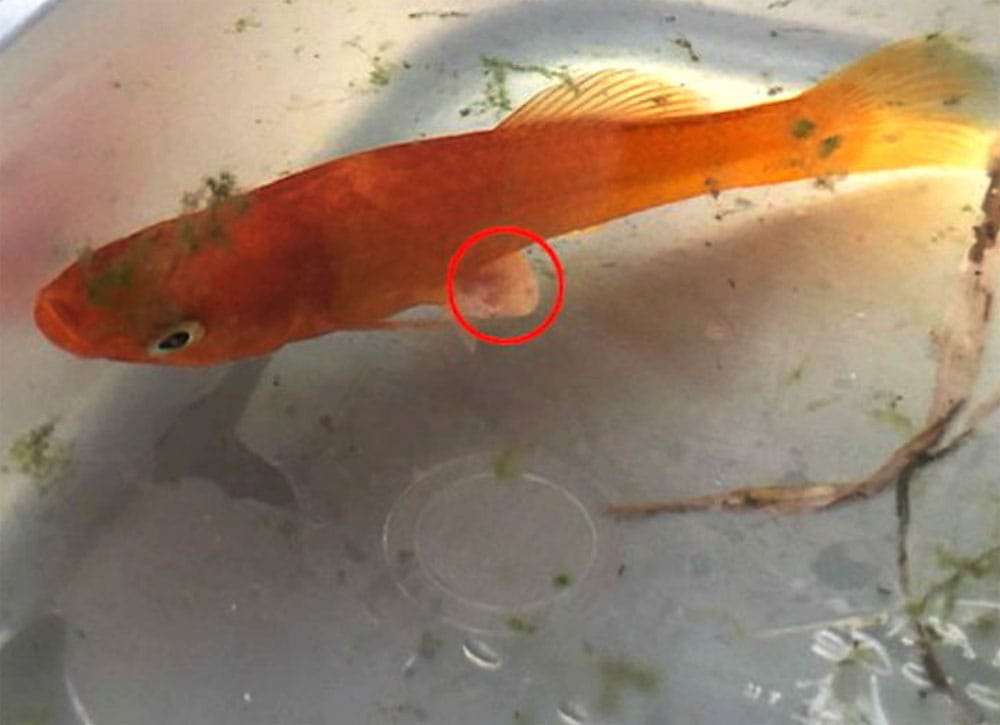 1569151884 gold fish