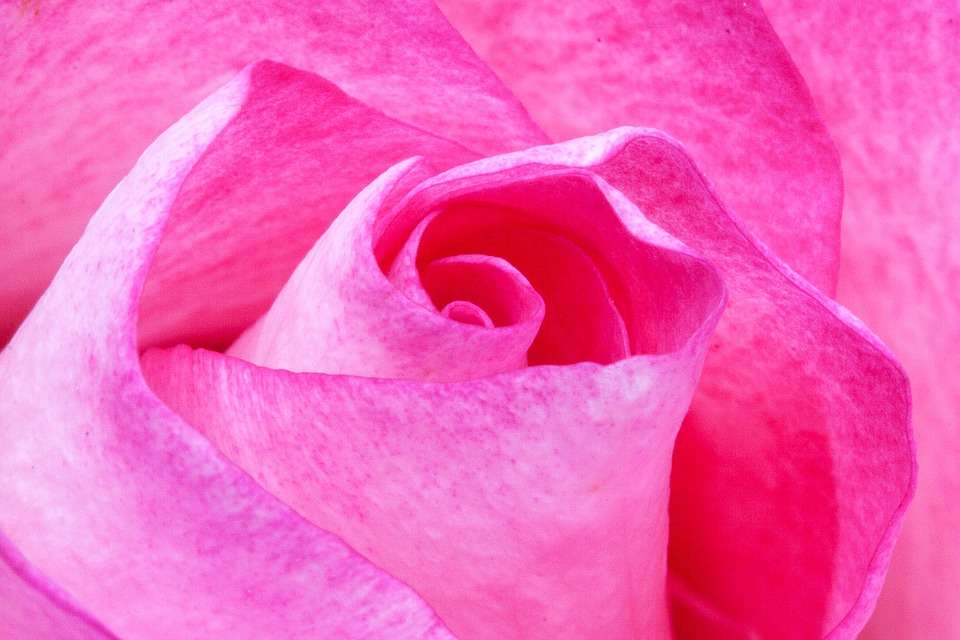 1569317587 pink