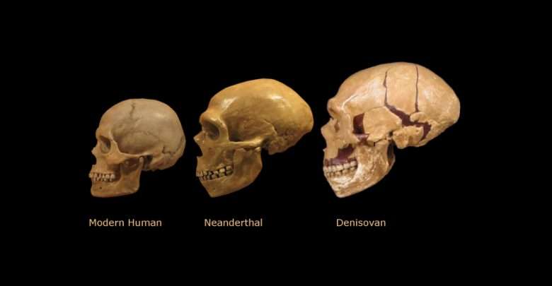 1570186307 denisovan skulls
