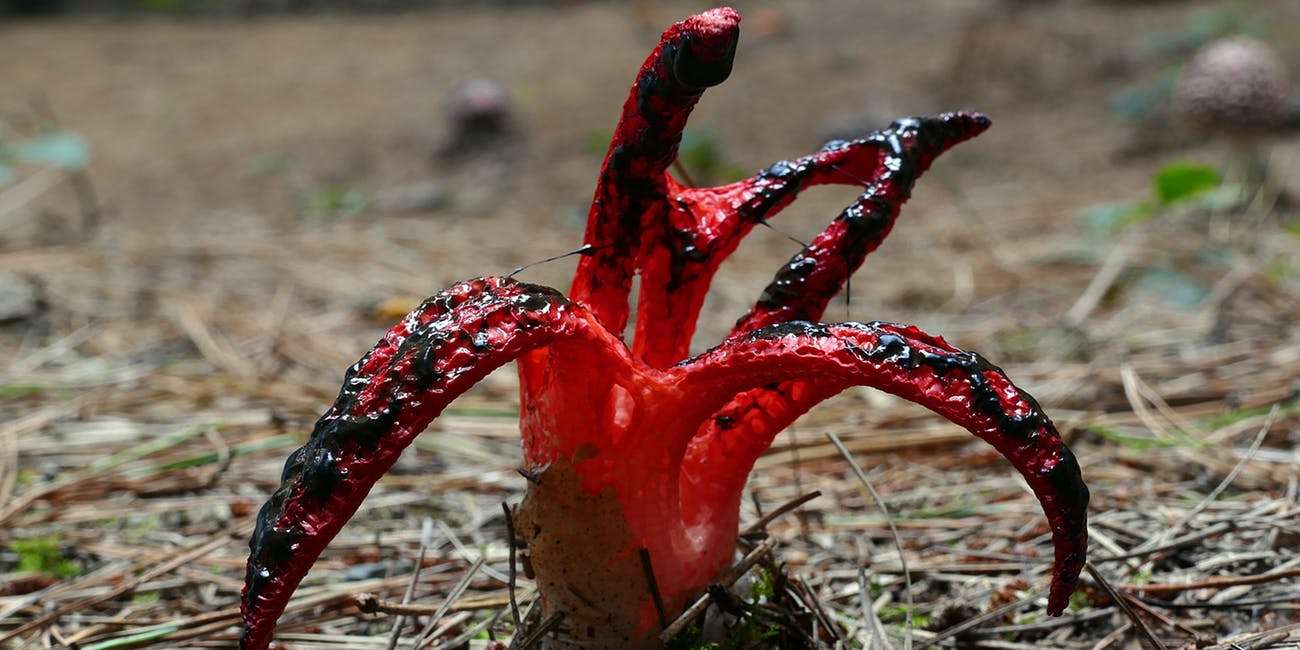 1570797628 octopus stinkhorn