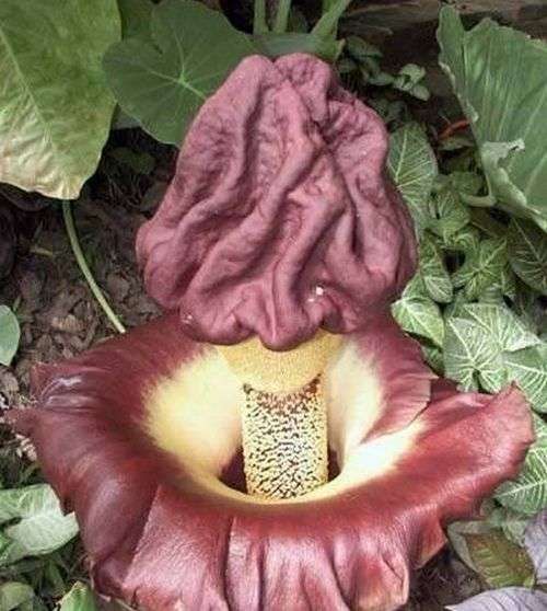 1570797891 elephant foot yam