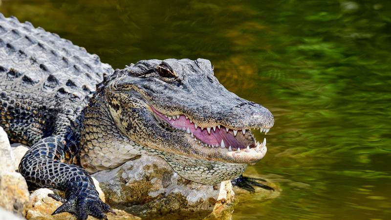 1571125072 florida alligator hed