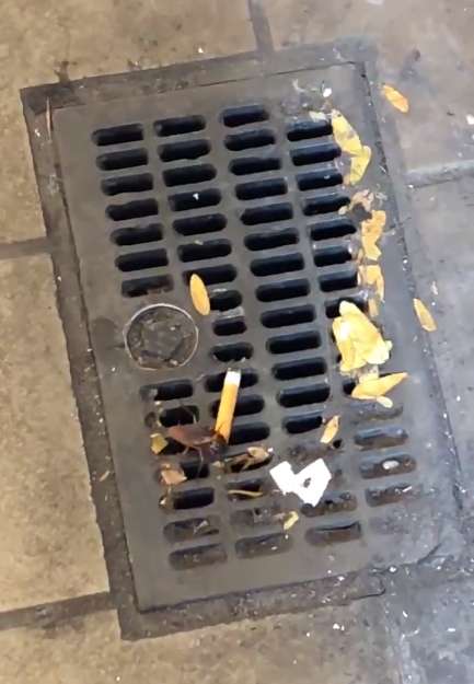 1571571085 cigarette cockroach