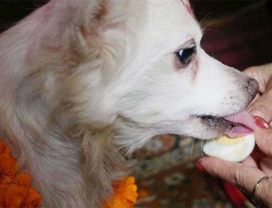 1571983773 dog diwali in nepal