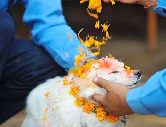 1571983798 dog diwali in nepal
