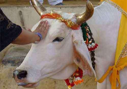1572431807 white cow