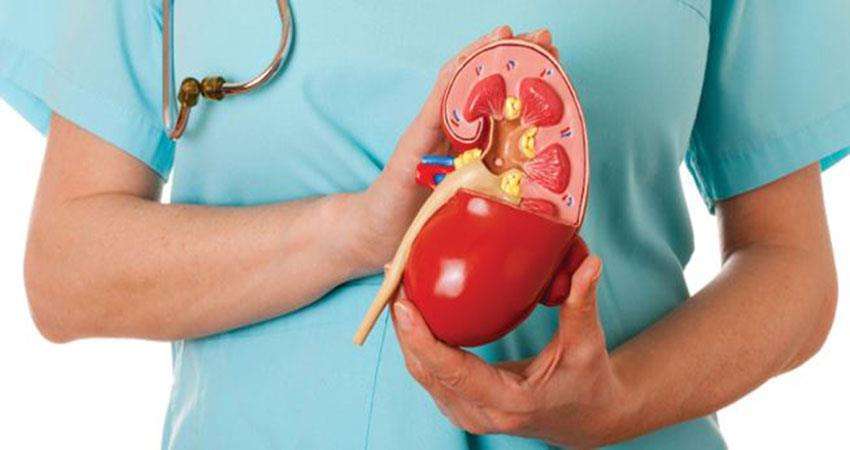 1572599743 kidney