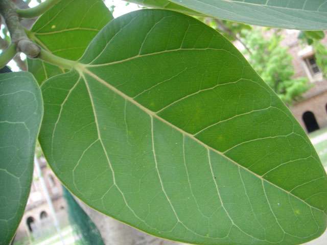 1572938766 leaf of banyan tree