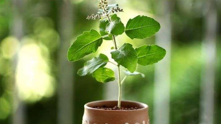 1573194434 tulsi plant