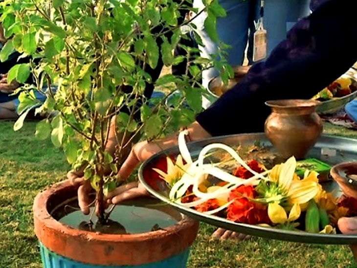 1573194593 tulsi puja
