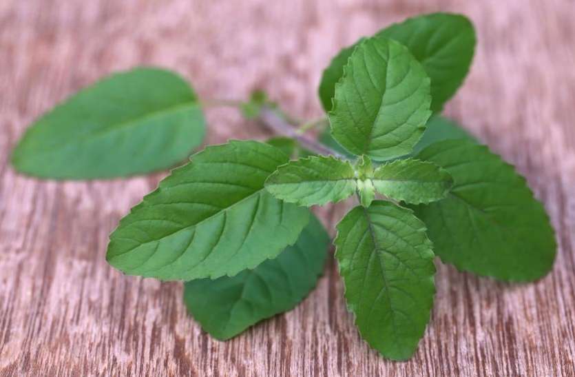 1573194636 tulsi leaves