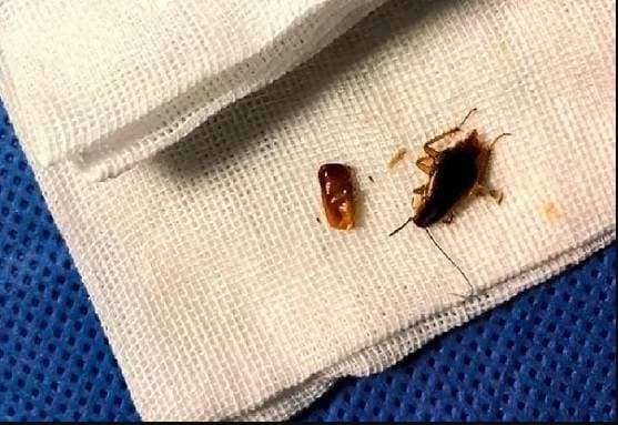 1573382220 cockroach childern