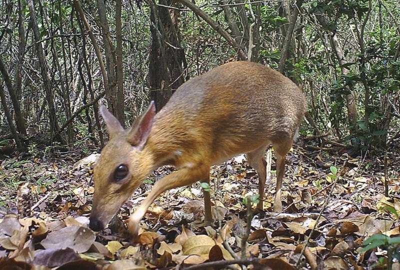 1573732443 silver backed chevrotain deer