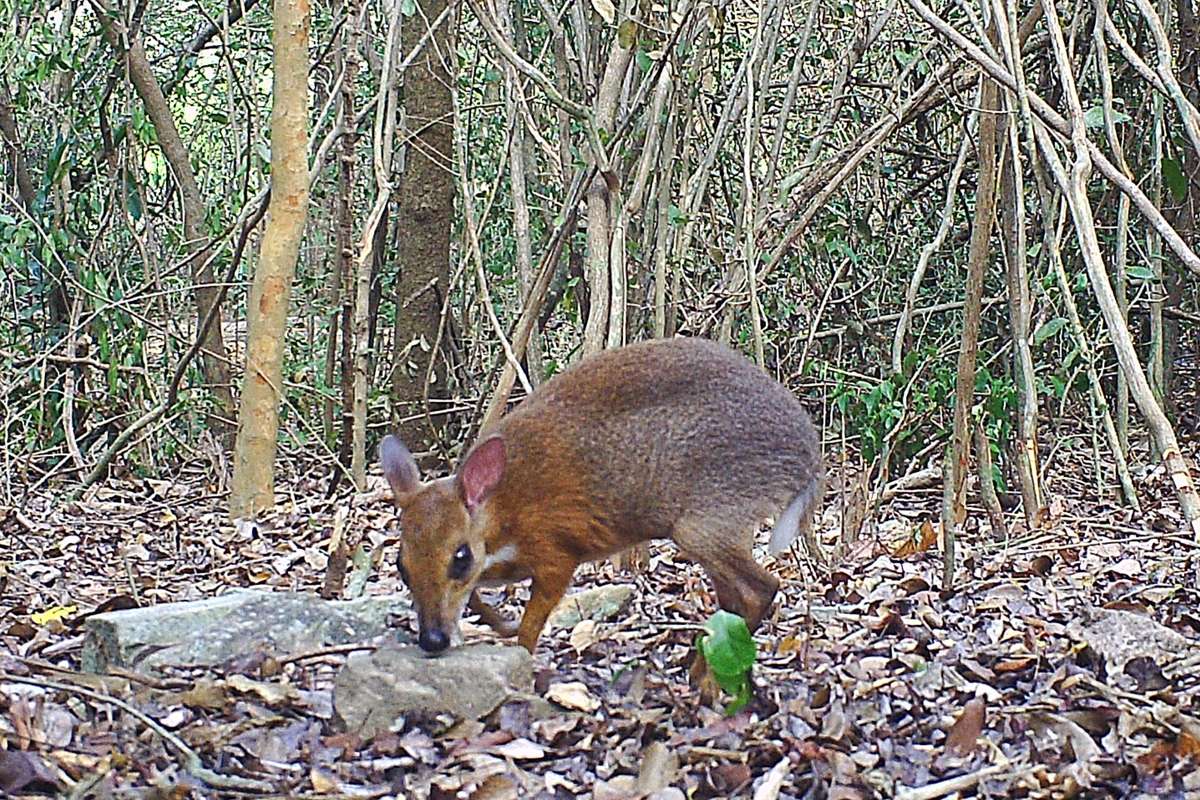 1573732474 silver backed chevrotain