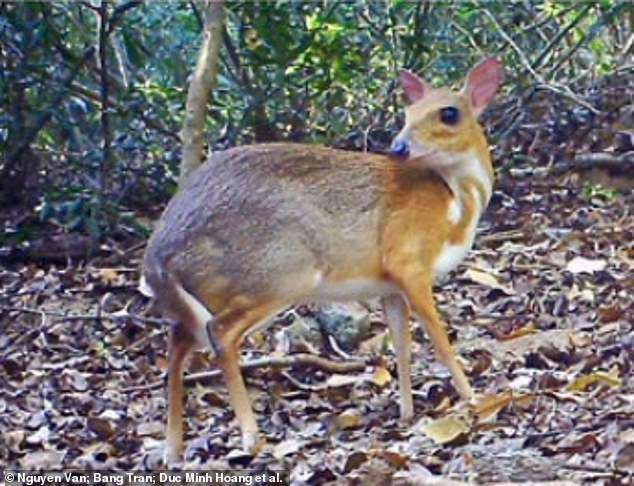 1573732528 20865720 7673049 it s the fisilver backed chevrotain