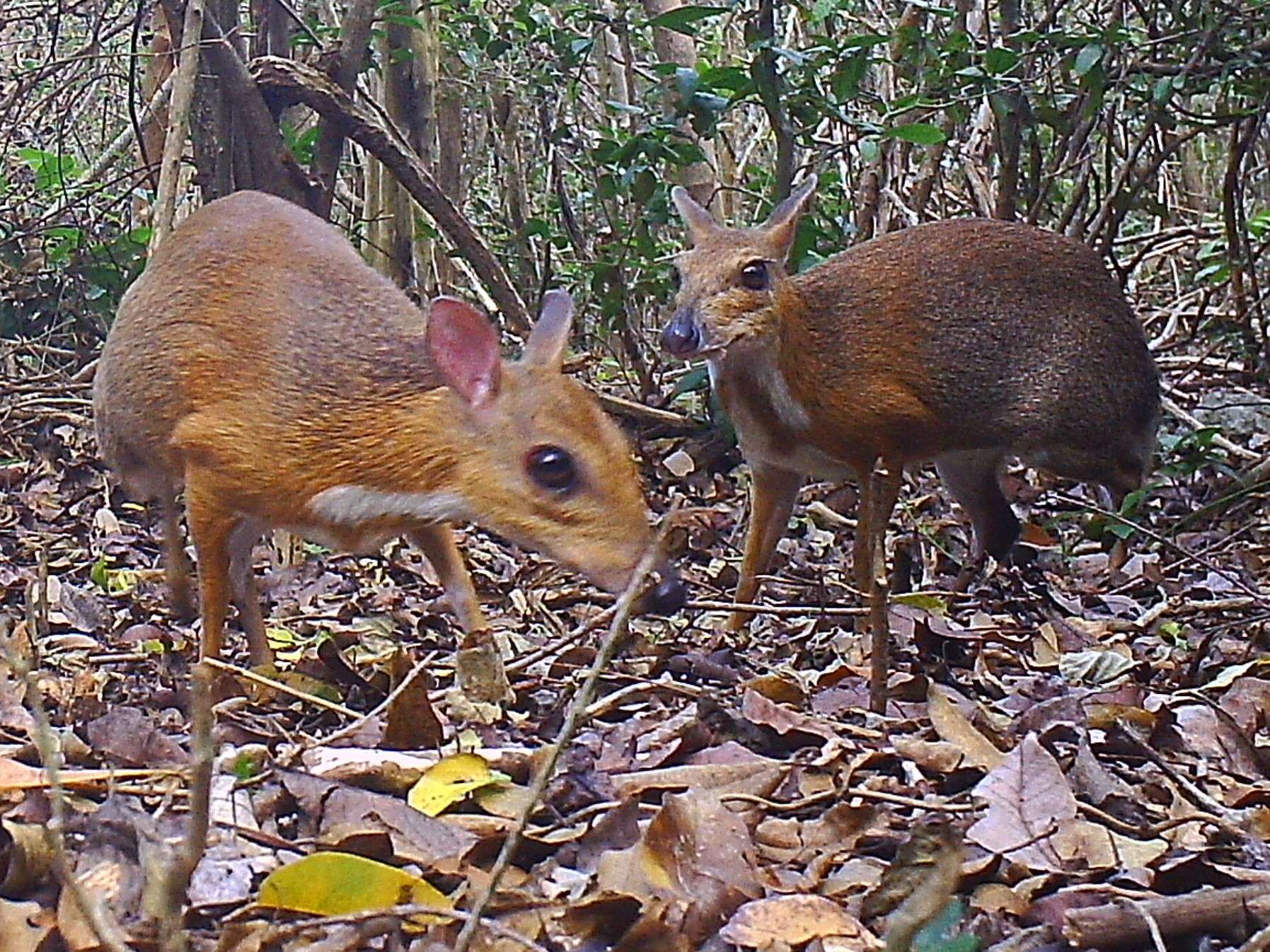 1573732583 silver backed chevrotain