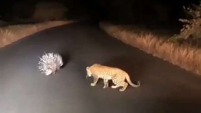 1574428426 leopard porcupine