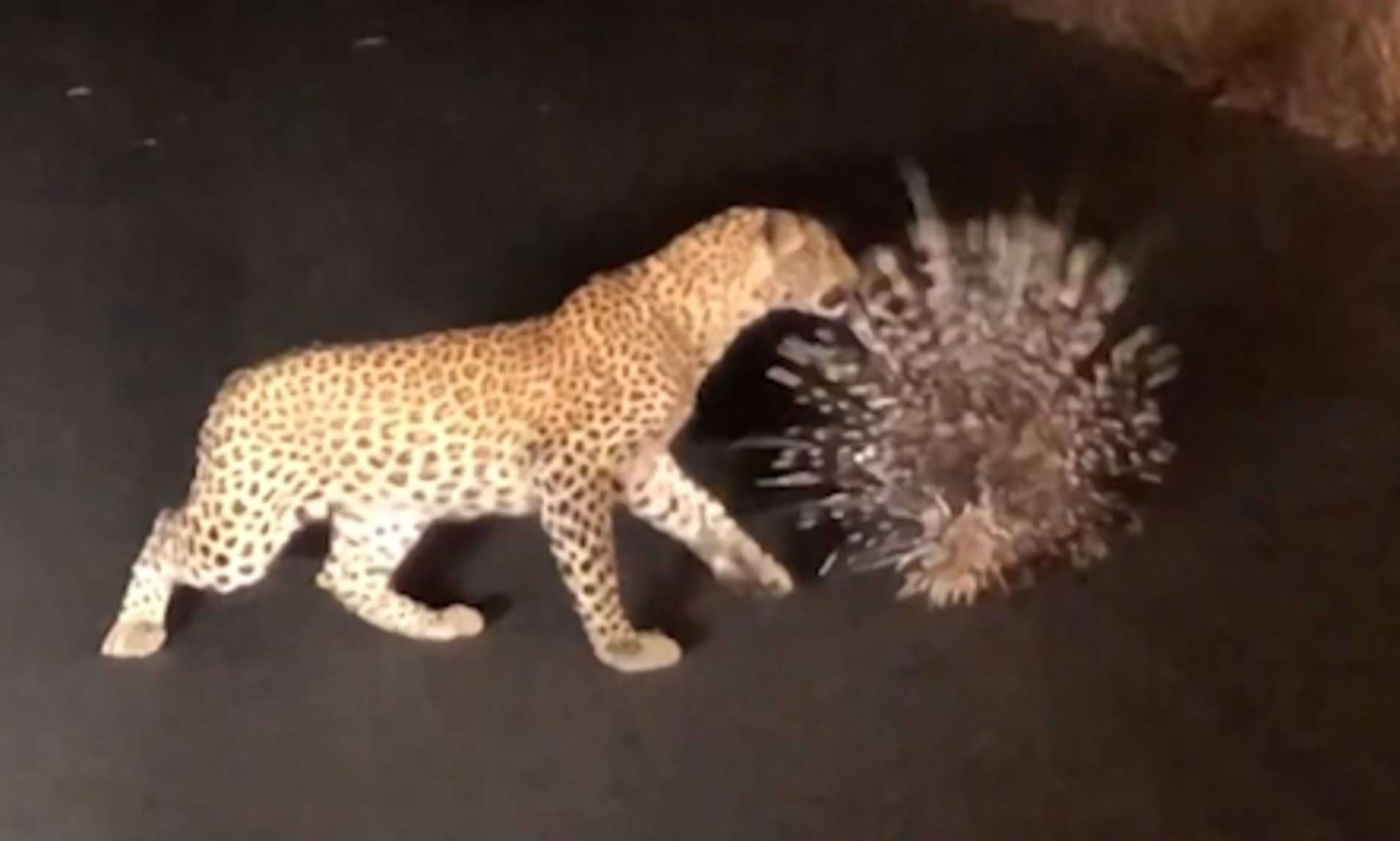 1574428452 procupine leopard