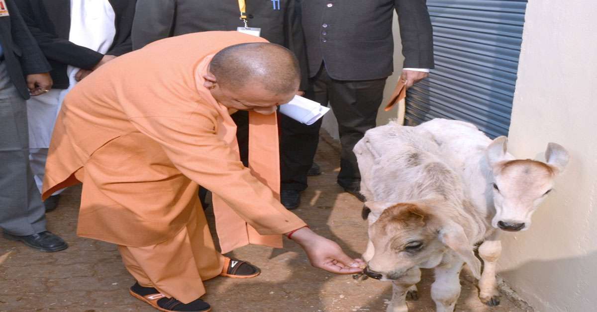 1575872092 yogi cow