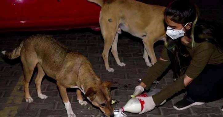 1586601107 dog doctor