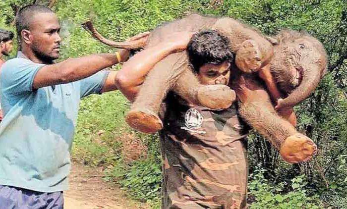 1586863328 elephant