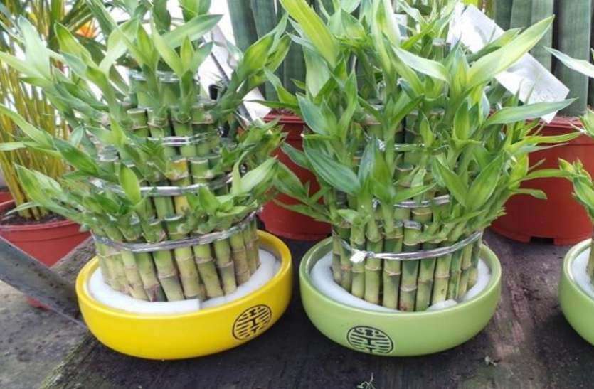 1589275084 baans ke plant