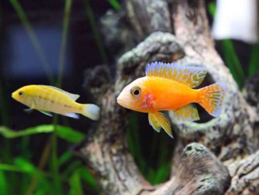 1589275201 fish couple