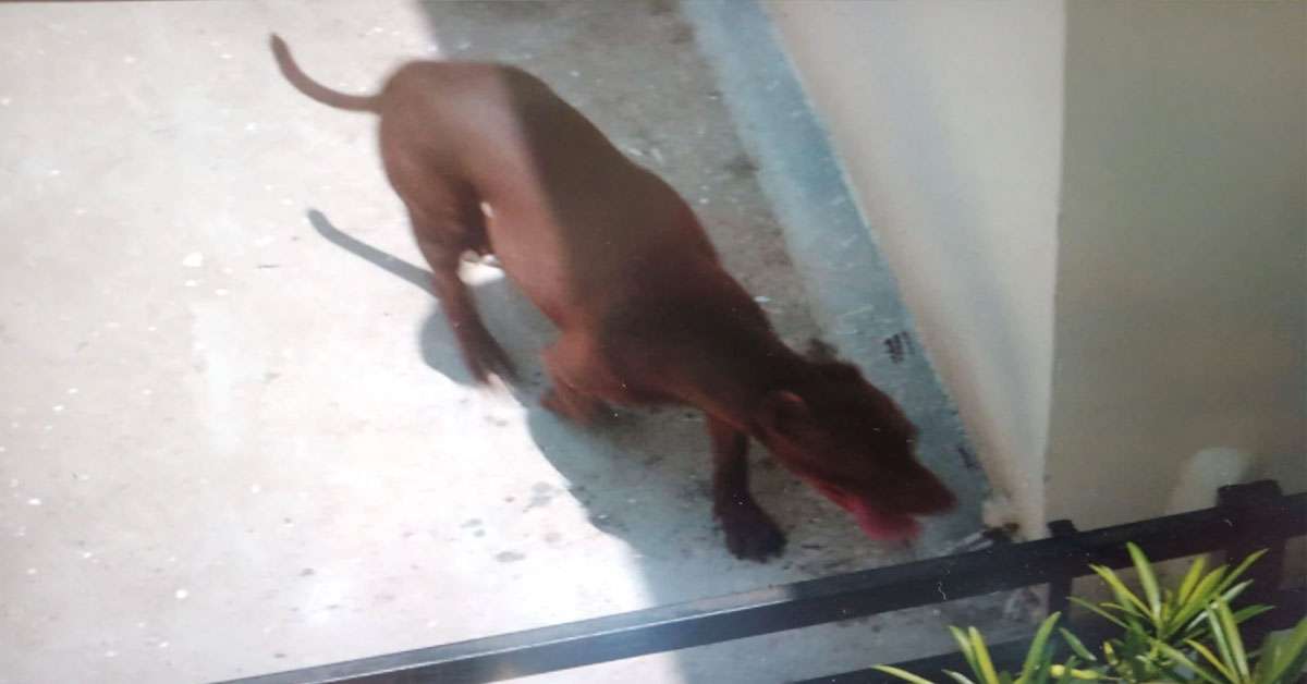 1657708428 pitbull 1