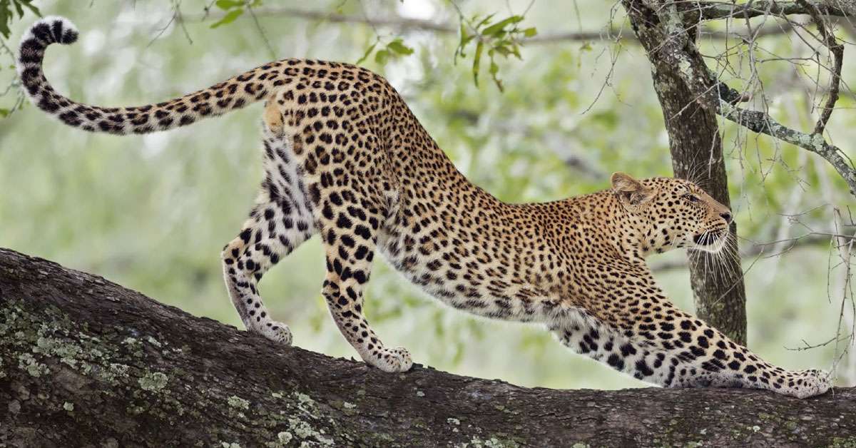 1663401875 leopard