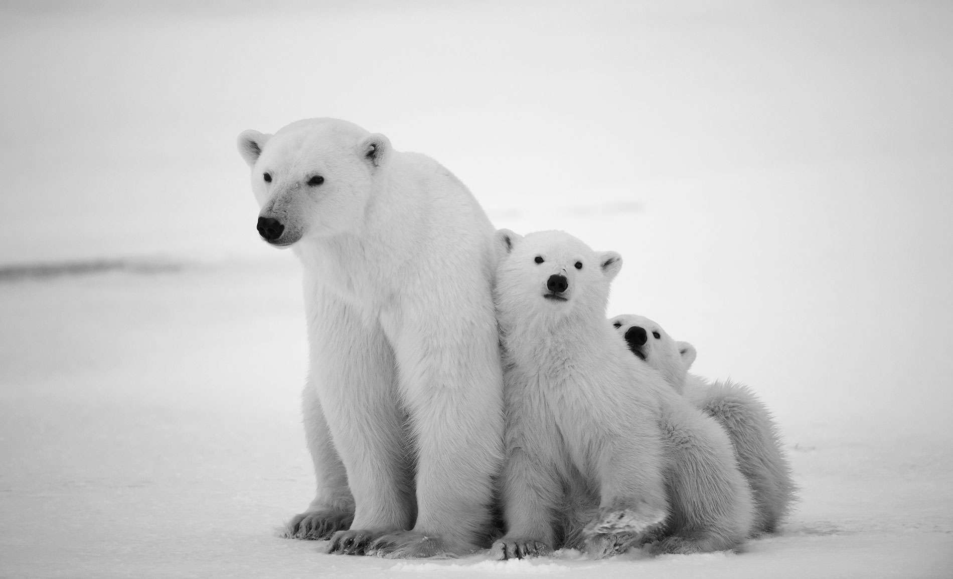 1675932990 polarbears