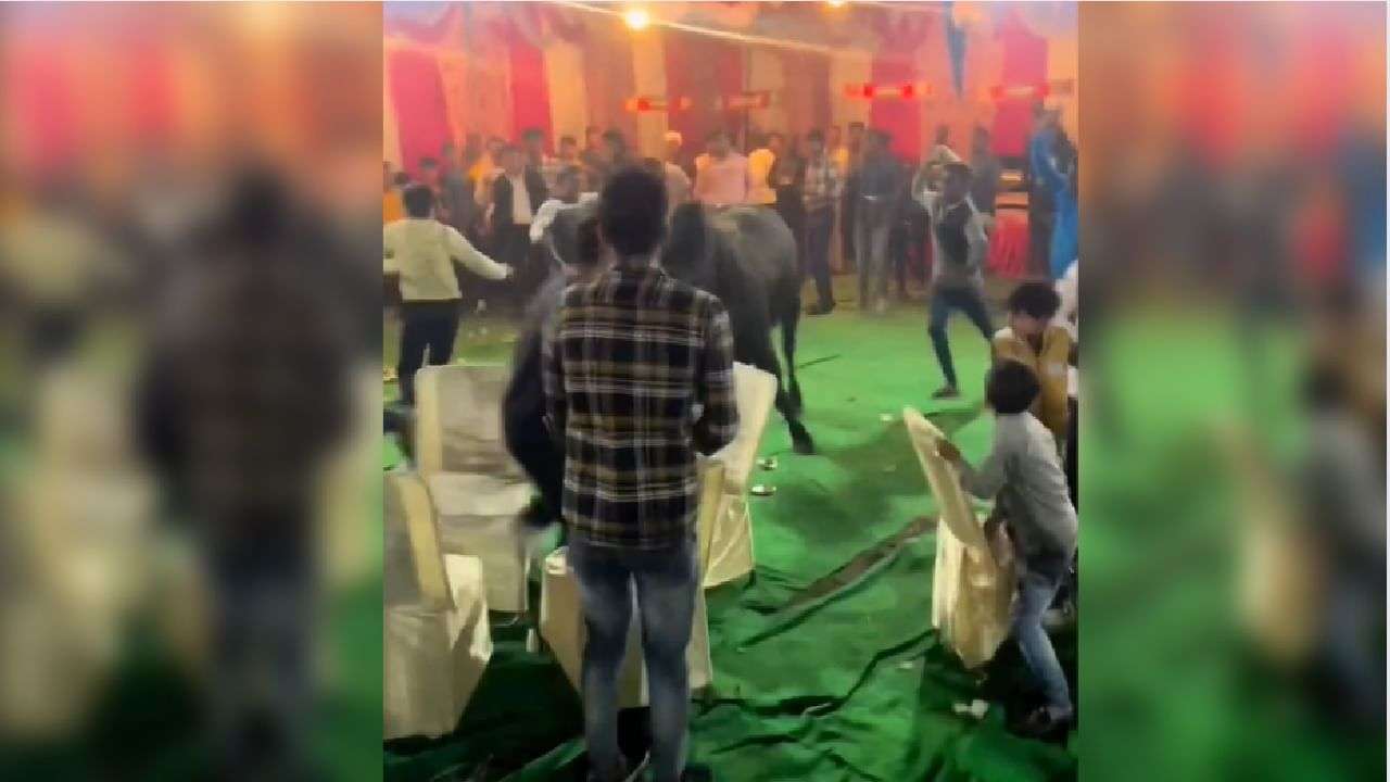 1680872903 bull wedding video