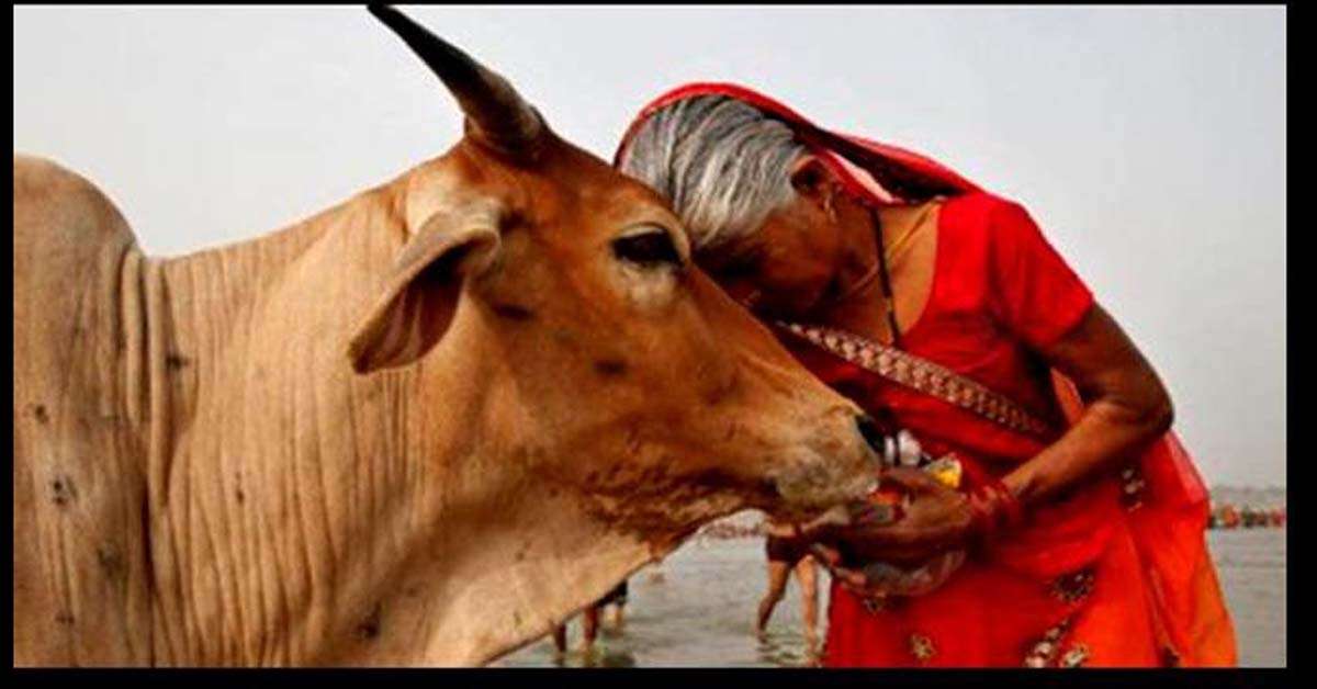 1683549058 cow1