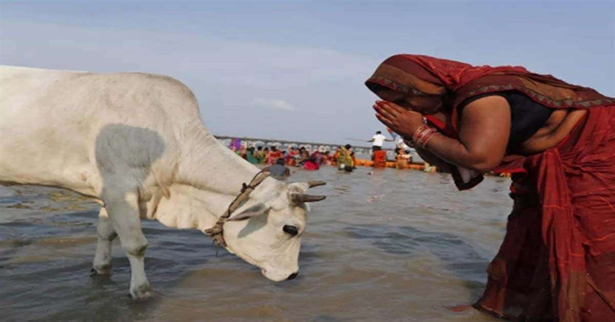 1683549083 cow2