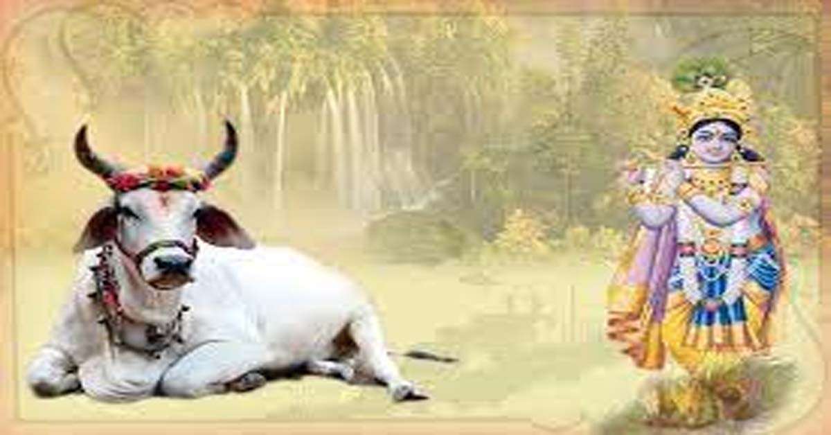 1683549112 cow4