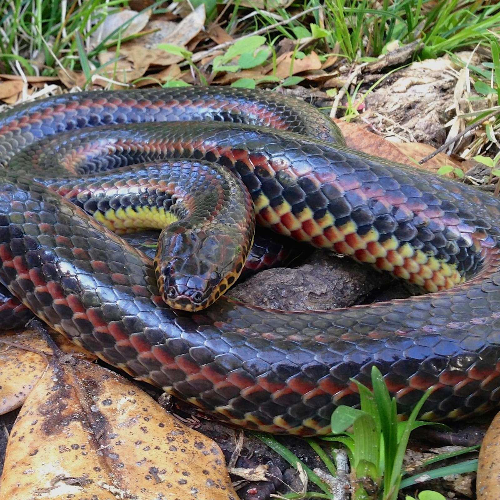 1684478147 rainbow snake