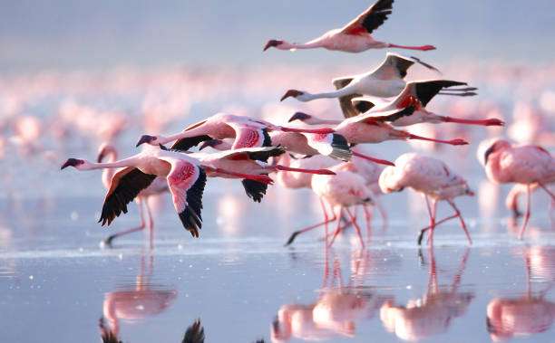 1684655894 flamingos