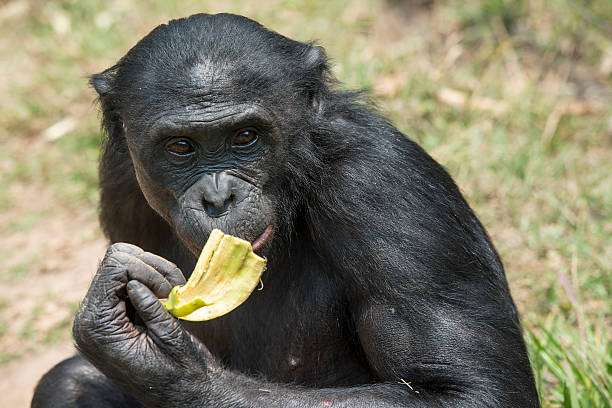 1684656872 portrait of a feeding bonobo