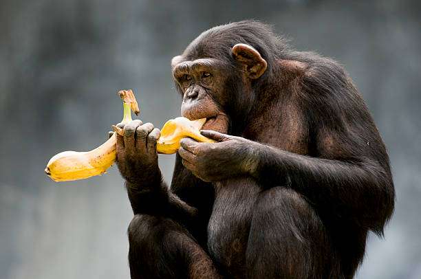 1684656879 chimpanzee