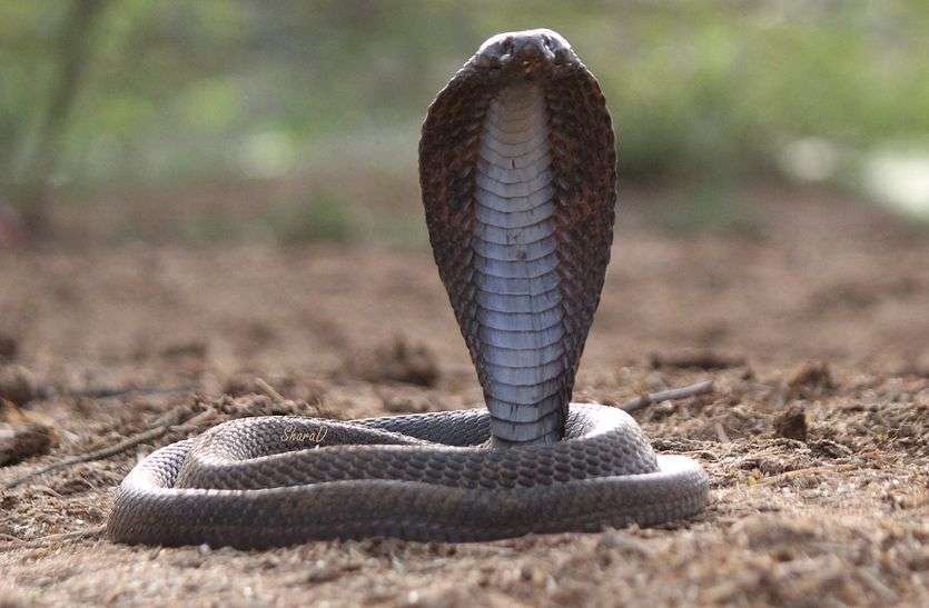 1684660806 snake 2 m