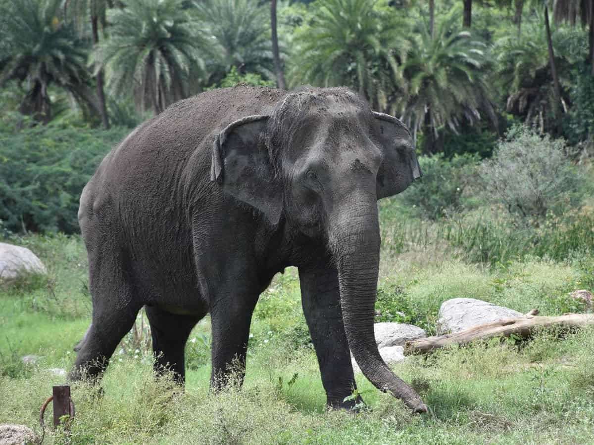 1686555831 elephant 1