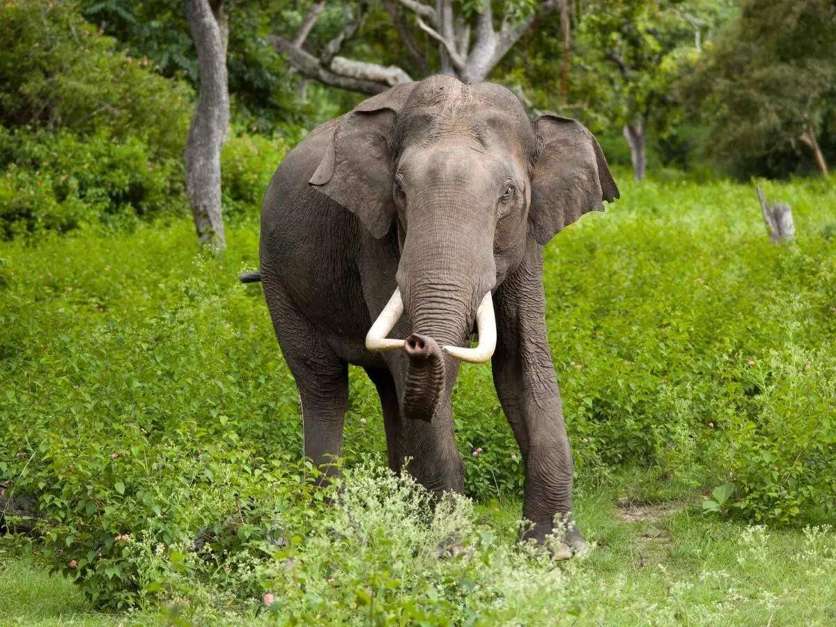 1686556075 elephant 2 93817409