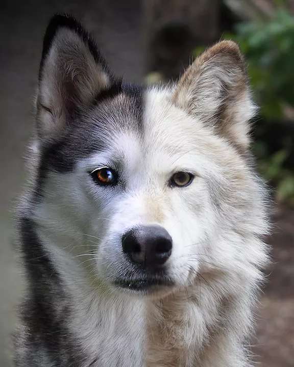 1686723576 wolf dog