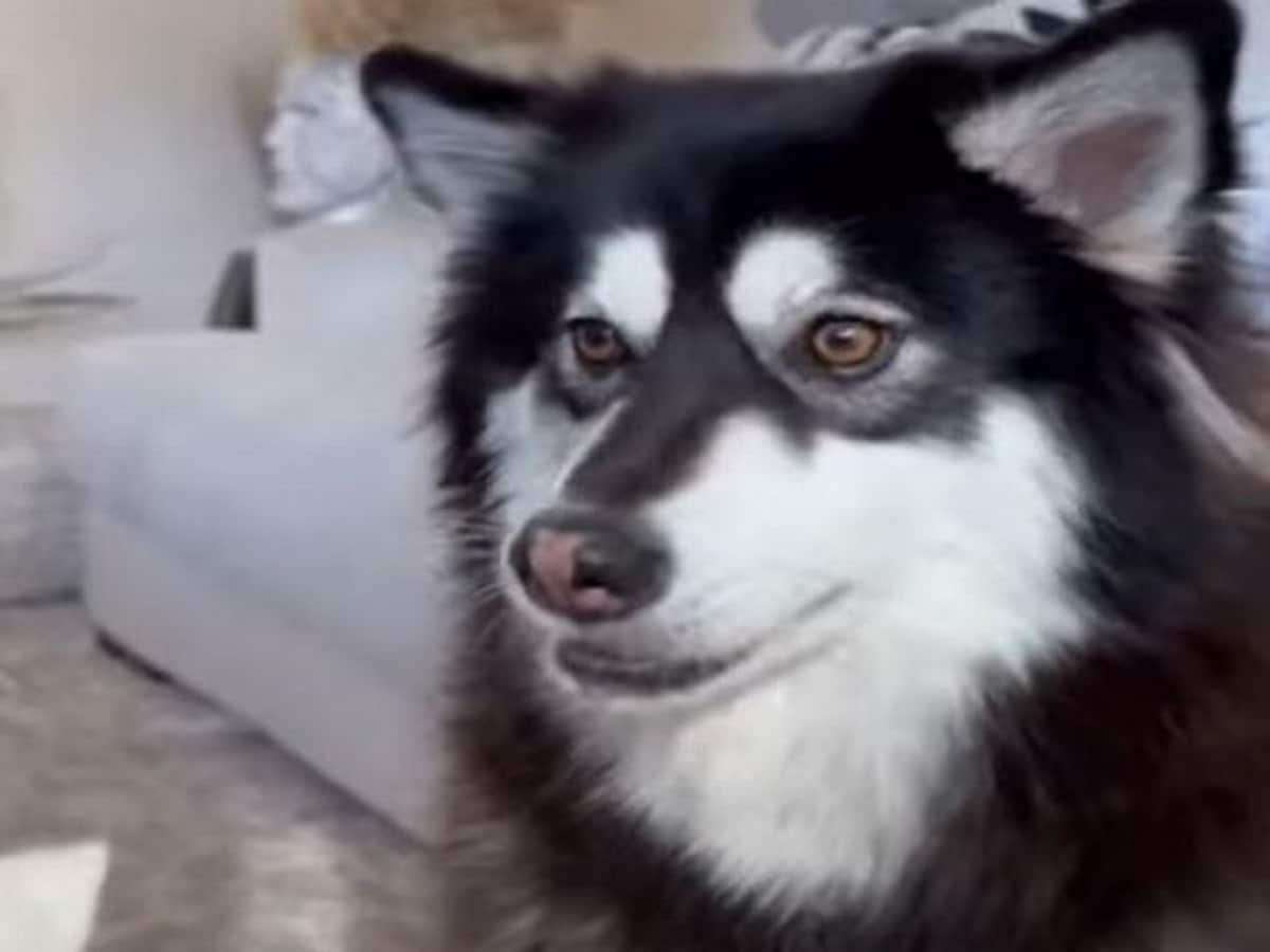 1686723605 dog turns wolf 1